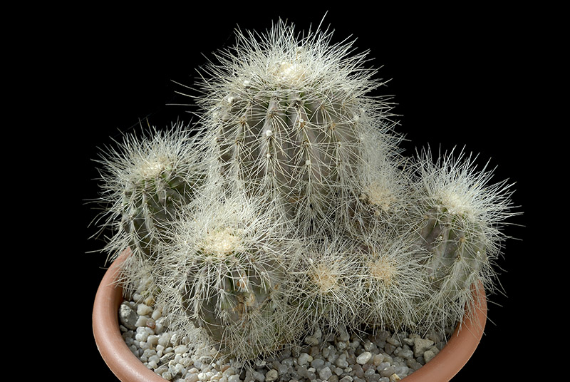 Copiapoa Krainziana v. scopulina D. 17 € 110.00.tif .jpg